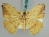  (Milocera aurora - BC ZSM Lep 59479)  @11 [ ] CreativeCommons - Attribution Non-Commercial Share-Alike (2011) Axel Hausmann/Bavarian State Collection of Zoology (ZSM) SNSB, Zoologische Staatssammlung Muenchen