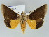  (Gonodonta syrna - BC ZSM Lep 39128)  @15 [ ] CreativeCommons - Attribution Non-Commercial Share-Alike (2011) Axel Hausmann/Bavarian State Collection of Zoology (ZSM) SNSB, Zoologische Staatssammlung Muenchen