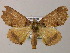  ( - BC ZSM Lep 51589)  @13 [ ] CreativeCommons - Attribution Non-Commercial Share-Alike (2011) Axel Hausmann/Bavarian State Collection of Zoology (ZSM) SNSB, Zoologische Staatssammlung Muenchen