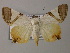  ( - BC ZSM Lep 51621)  @14 [ ] CreativeCommons - Attribution Non-Commercial Share-Alike (2011) Axel Hausmann/Bavarian State Collection of Zoology (ZSM) SNSB, Zoologische Staatssammlung Muenchen