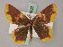  (Chrysocraspeda pagon - BC ZSM Lep 59932)  @13 [ ] CreativeCommons - Attribution Non-Commercial Share-Alike (2011) Axel Hausmann/Bavarian State Collection of Zoology (ZSM) SNSB, Zoologische Staatssammlung Muenchen