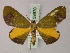  (Prasinochrysa - BC ZSM Lep 59970)  @13 [ ] CreativeCommons - Attribution Non-Commercial Share-Alike (2011) Axel Hausmann/Bavarian State Collection of Zoology (ZSM) SNSB, Zoologische Staatssammlung Muenchen