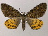  ( - BC ZSM Lep 47838)  @13 [ ] CreativeCommons - Attribution Non-Commercial Share-Alike (2011) Axel Hausmann/Bavarian State Collection of Zoology (ZSM) SNSB, Zoologische Staatssammlung Muenchen