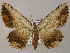  (Menophra AH01Ne - BC ZSM Lep 47849)  @14 [ ] CreativeCommons - Attribution Non-Commercial Share-Alike (2011) Axel Hausmann/Bavarian State Collection of Zoology (ZSM) SNSB, Zoologische Staatssammlung Muenchen