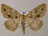  (Psyra AH02Ne - BC ZSM Lep 47852)  @12 [ ] CreativeCommons - Attribution Non-Commercial Share-Alike (2011) Axel Hausmann/Bavarian State Collection of Zoology (ZSM) SNSB, Zoologische Staatssammlung Muenchen