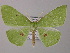  (Tanaoctenia AH02Ne - BC ZSM Lep 47884)  @13 [ ] CreativeCommons - Attribution Non-Commercial Share-Alike (2011) Axel Hausmann/Bavarian State Collection of Zoology (ZSM) SNSB, Zoologische Staatssammlung Muenchen