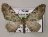  (Eupithecia AH01Ne - BC ZSM Lep 47926)  @12 [ ] CreativeCommons - Attribution Non-Commercial Share-Alike (2011) Axel Hausmann/Bavarian State Collection of Zoology (ZSM) SNSB, Zoologische Staatssammlung Muenchen