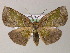  (Fascellina AH01La - BC ZSM Lep 47946)  @13 [ ] CreativeCommons - Attribution Non-Commercial Share-Alike (2011) Axel Hausmann/Bavarian State Collection of Zoology (ZSM) SNSB, Zoologische Staatssammlung Muenchen