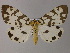  ( - BC ZSM Lep 47965)  @13 [ ] CreativeCommons - Attribution Non-Commercial Share-Alike (2011) Axel Hausmann/Bavarian State Collection of Zoology (ZSM) SNSB, Zoologische Staatssammlung Muenchen