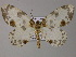  ( - BC ZSM Lep 47970)  @14 [ ] CreativeCommons - Attribution Non-Commercial Share-Alike (2011) Axel Hausmann/Bavarian State Collection of Zoology (ZSM) SNSB, Zoologische Staatssammlung Muenchen