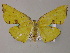  (Corymica AH01La - BC ZSM Lep 47975)  @13 [ ] CreativeCommons - Attribution Non-Commercial Share-Alike (2011) Axel Hausmann/Bavarian State Collection of Zoology (ZSM) SNSB, Zoologische Staatssammlung Muenchen
