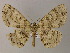  ( - BC ZSM Lep 47981)  @12 [ ] CreativeCommons - Attribution Non-Commercial Share-Alike (2011) Axel Hausmann/Bavarian State Collection of Zoology (ZSM) SNSB, Zoologische Staatssammlung Muenchen