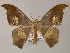  (Agathia AH01La - BC ZSM Lep 48009)  @15 [ ] CreativeCommons - Attribution Non-Commercial Share-Alike (2011) Axel Hausmann/Bavarian State Collection of Zoology (ZSM) SNSB, Zoologische Staatssammlung Muenchen