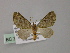  (Chloroclystis AH10Ph - BC ZSM Lep 55325)  @11 [ ] CreativeCommons - Attribution Non-Commercial Share-Alike (2011) Axel Hausmann/Bavarian State Collection of Zoology (ZSM) SNSB, Zoologische Staatssammlung Muenchen
