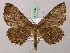  (Ergavia AH01Bo - BC ZSM Lep 57147)  @13 [ ] CreativeCommons - Attribution Non-Commercial Share-Alike (2011) Axel Hausmann/Bavarian State Collection of Zoology (ZSM) SNSB, Zoologische Staatssammlung Muenchen