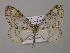  (Fulgurodes AH02Bo - BC ZSM Lep 57225)  @13 [ ] CreativeCommons - Attribution Non-Commercial Share-Alike (2011) Axel Hausmann/Bavarian State Collection of Zoology (ZSM) SNSB, Zoologische Staatssammlung Muenchen
