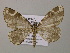  (Nephodia AH03Bo - BC ZSM Lep 57228)  @14 [ ] CreativeCommons - Attribution Non-Commercial Share-Alike (2011) Axel Hausmann/Bavarian State Collection of Zoology (ZSM) SNSB, Zoologische Staatssammlung Muenchen