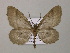  (Nephodia AH04Bo - BC ZSM Lep 57229)  @13 [ ] CreativeCommons - Attribution Non-Commercial Share-Alike (2011) Axel Hausmann/Bavarian State Collection of Zoology (ZSM) SNSB, Zoologische Staatssammlung Muenchen