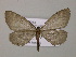  (Nephodia AH05Bo - BC ZSM Lep 57230)  @12 [ ] CreativeCommons - Attribution Non-Commercial Share-Alike (2011) Axel Hausmann/Bavarian State Collection of Zoology (ZSM) SNSB, Zoologische Staatssammlung Muenchen