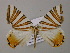  ( - BC ZSM Lep 57236)  @14 [ ] CreativeCommons - Attribution Non-Commercial Share-Alike (2011) Axel Hausmann/Bavarian State Collection of Zoology (ZSM) SNSB, Zoologische Staatssammlung Muenchen