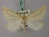  (Aspitates curvaria - BC ZSM Lep 57720)  @11 [ ] CreativeCommons - Attribution Non-Commercial Share-Alike (2011) Axel Hausmann/Bavarian State Collection of Zoology (ZSM) SNSB, Zoologische Staatssammlung Muenchen