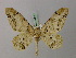 (Biston bengaliaria - BC ZSM Lep 57745)  @14 [ ] CreativeCommons - Attribution Non-Commercial Share-Alike (2011) Axel Hausmann/Bavarian State Collection of Zoology (ZSM) SNSB, Zoologische Staatssammlung Muenchen