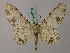  (Biston subocularia - BC ZSM Lep 57750)  @15 [ ] CreativeCommons - Attribution Non-Commercial Share-Alike (2011) Axel Hausmann/Bavarian State Collection of Zoology (ZSM) SNSB, Zoologische Staatssammlung Muenchen