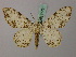  (Afrobiston abruptaria - BC ZSM Lep 57751)  @14 [ ] CreativeCommons - Attribution Non-Commercial Share-Alike (2011) Axel Hausmann/Bavarian State Collection of Zoology (ZSM) SNSB, Zoologische Staatssammlung Muenchen