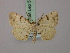  (Obolcola decisa - BC ZSM Lep 57768)  @11 [ ] CreativeCommons - Attribution Non-Commercial Share-Alike (2011) Axel Hausmann/Bavarian State Collection of Zoology (ZSM) SNSB, Zoologische Staatssammlung Muenchen