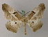  ( - BC ZSM Lep 57808)  @14 [ ] CreativeCommons - Attribution Non-Commercial Share-Alike (2011) Axel Hausmann/Bavarian State Collection of Zoology (ZSM) SNSB, Zoologische Staatssammlung Muenchen