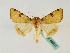  (Heliothis flavigera - BC ZSM Lep 48831)  @14 [ ] CreativeCommons - Attribution Non-Commercial Share-Alike (2011) Axel Hausmann/Bavarian State Collection of Zoology (ZSM) SNSB, Zoologische Staatssammlung Muenchen