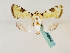  (Heliothis flavirufa - BC ZSM Lep 48844)  @14 [ ] CreativeCommons - Attribution Non-Commercial Share-Alike (2011) Axel Hausmann/Bavarian State Collection of Zoology (ZSM) SNSB, Zoologische Staatssammlung Muenchen