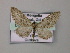  (Eupithecia parallelaria - BC ZSM Lep 51774)  @13 [ ] CreativeCommons - Attribution Non-Commercial Share-Alike (2011) Axel Hausmann/Bavarian State Collection of Zoology (ZSM) SNSB, Zoologische Staatssammlung Muenchen