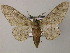  (Biston cognatariaAH01Mg - BC ZSM Lep 51804)  @13 [ ] CreativeCommons - Attribution Non-Commercial Share-Alike (2011) Axel Hausmann/Bavarian State Collection of Zoology (ZSM) SNSB, Zoologische Staatssammlung Muenchen