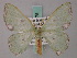  ( - BC ZSM Lep 58875)  @13 [ ] CreativeCommons - Attribution Non-Commercial Share-Alike (2011) Axel Hausmann/Bavarian State Collection of Zoology (ZSM) SNSB, Zoologische Staatssammlung Muenchen