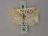  (Idaea lipara - BC ZSM Lep 60587)  @11 [ ] CreativeCommons - Attribution Non-Commercial Share-Alike (2011) Axel Hausmann/Bavarian State Collection of Zoology (ZSM) SNSB, Zoologische Staatssammlung Muenchen