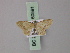  (Idaea hardenbergi - BC ZSM Lep 60591)  @11 [ ] CreativeCommons - Attribution Non-Commercial Share-Alike (2011) Axel Hausmann/Bavarian State Collection of Zoology (ZSM) SNSB, Zoologische Staatssammlung Muenchen