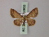  (Idaea foedata - BC ZSM Lep 60593)  @12 [ ] CreativeCommons - Attribution Non-Commercial Share-Alike (2011) Axel Hausmann/Bavarian State Collection of Zoology (ZSM) SNSB, Zoologische Staatssammlung Muenchen