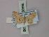  (Idaea torrida - BC ZSM Lep 60596)  @12 [ ] CreativeCommons - Attribution Non-Commercial Share-Alike (2011) Axel Hausmann/Bavarian State Collection of Zoology (ZSM) SNSB, Zoologische Staatssammlung Muenchen