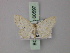  (Idaea mancipiata - BC ZSM Lep 60597)  @13 [ ] CreativeCommons - Attribution Non-Commercial Share-Alike (2011) Axel Hausmann/Bavarian State Collection of Zoology (ZSM) SNSB, Zoologische Staatssammlung Muenchen