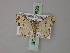  (Idaea expolitata - BC ZSM Lep 60626)  @12 [ ] CreativeCommons - Attribution Non-Commercial Share-Alike (2011) Axel Hausmann/Bavarian State Collection of Zoology (ZSM) SNSB, Zoologische Staatssammlung Muenchen