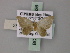  (Idaea iridaria - BC ZSM Lep 60636)  @13 [ ] CreativeCommons - Attribution Non-Commercial Share-Alike (2011) Axel Hausmann/Bavarian State Collection of Zoology (ZSM) SNSB, Zoologische Staatssammlung Muenchen