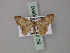  (Idaea opsitelea - BC ZSM Lep 60640)  @11 [ ] CreativeCommons - Attribution Non-Commercial Share-Alike (2011) Axel Hausmann/Bavarian State Collection of Zoology (ZSM) SNSB, Zoologische Staatssammlung Muenchen