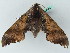  (Marumba gaschkewitschii gressitti - BC ZSM Lep 44246)  @13 [ ] CreativeCommons - Attribution Non-Commercial Share-Alike (2011) Axel Hausmann/Bavarian State Collection of Zoology (ZSM) SNSB, Zoologische Staatssammlung Muenchen