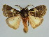  (Lymantria modesta - BC ZSM Lep 47744)  @14 [ ] CreativeCommons - Attribution Non-Commercial Share-Alike (2011) Axel Hausmann/Bavarian State Collection of Zoology (ZSM) SNSB, Zoologische Staatssammlung Muenchen