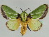  (Parasa euchlora - BC ZSM Lep 47821)  @14 [ ] CreativeCommons - Attribution Non-Commercial Share-Alike (2011) Axel Hausmann/Bavarian State Collection of Zoology (ZSM) SNSB, Zoologische Staatssammlung Muenchen