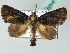  ( - BC ZSM Lep 53692)  @12 [ ] CreativeCommons - Attribution Non-Commercial Share-Alike (2011) Axel Hausmann/Bavarian State Collection of Zoology (ZSM) SNSB, Zoologische Staatssammlung Muenchen