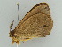  ( - BC ZSM Lep 55148)  @12 [ ] CreativeCommons - Attribution Non-Commercial Share-Alike (2011) Axel Hausmann/Bavarian State Collection of Zoology (ZSM) SNSB, Zoologische Staatssammlung Muenchen