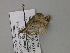  ( - BC ZSM Lep 55548)  @12 [ ] CreativeCommons - Attribution Non-Commercial Share-Alike (2011) Axel Hausmann/Bavarian State Collection of Zoology (ZSM) SNSB, Zoologische Staatssammlung Muenchen