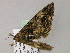  ( - BC ZSM Lep 55549)  @13 [ ] CreativeCommons - Attribution Non-Commercial Share-Alike (2011) Axel Hausmann/Bavarian State Collection of Zoology (ZSM) SNSB, Zoologische Staatssammlung Muenchen